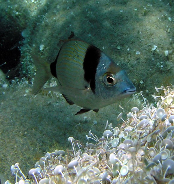 Diplodus vulgaris